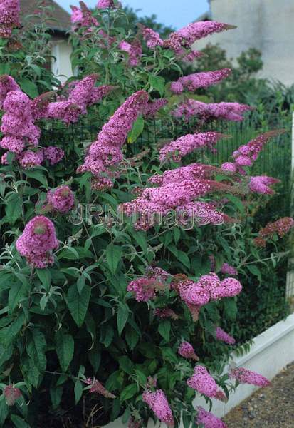 Buddleia davidii 'Summer Beauty'