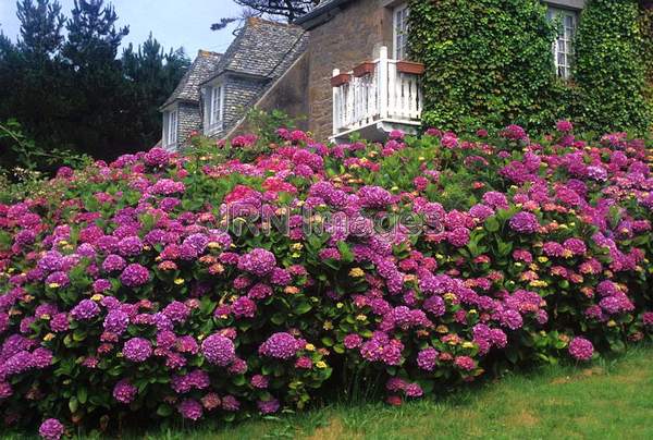 Hydrangea macrophylla