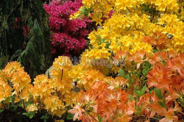 Rhododendron hybrids