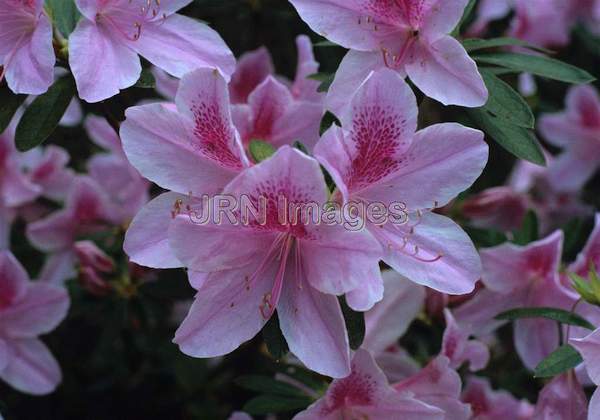 Rhododendron indica 'George Tabor'