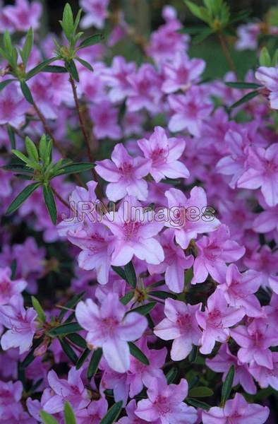 Rhododendron yedoense poukhanense