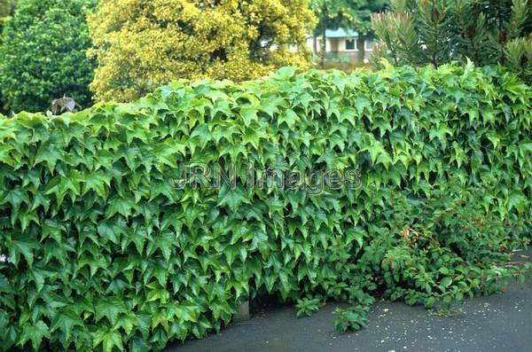 Parthenocissus tricuspidata