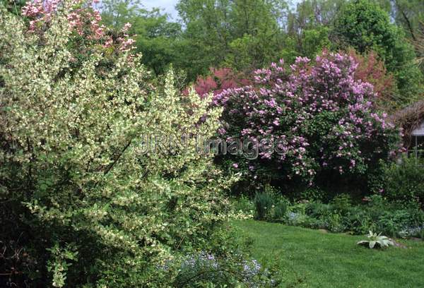 Elaeagnus umbellata