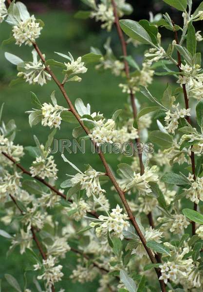 Elaeagnus umbellata