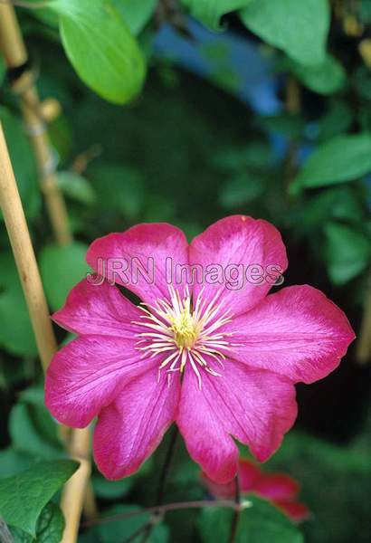 Clematis 'Patricia Ann Fretwel'