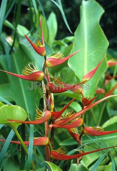 Heliconia platystachys