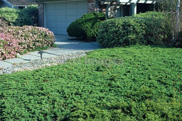 Juniperus sabina 'Tamariscifolia'