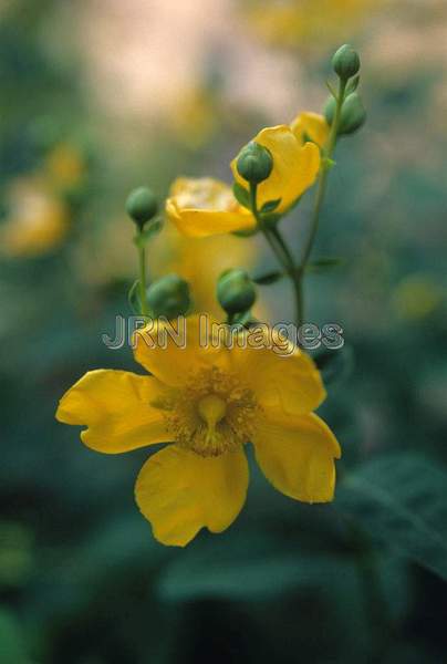 Hypericum 'Hidcote'