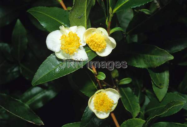 Camellia sinensis