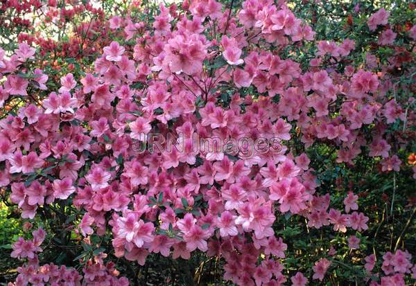 Rhododendron indica