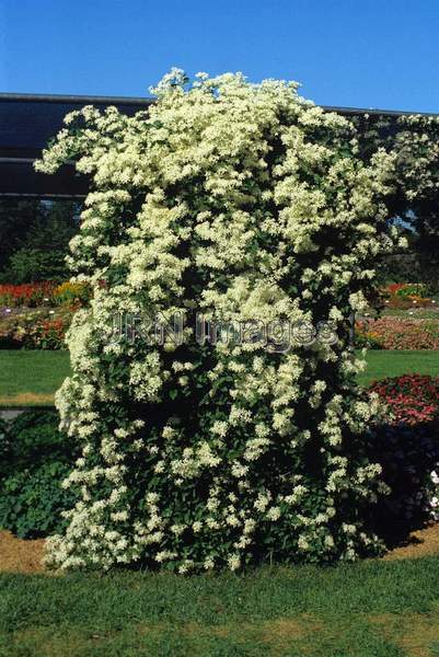 Clematis maximo-wicziana