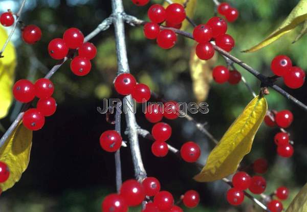 Lonicera maackii