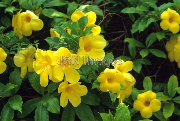 Allamanda cathartica