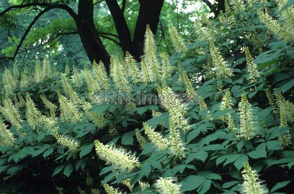 Aesculus parviflora