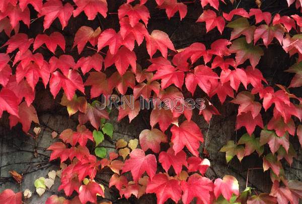 Parthenocissus tricuspidata