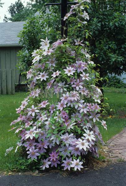 Clematis 'Nelly Moser'