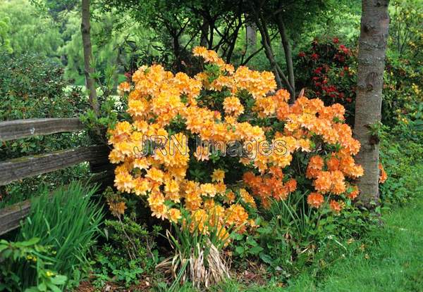 Rhodoendron hybrid