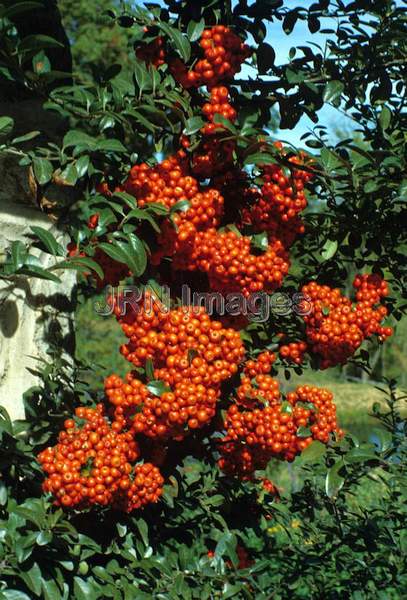 Pyracantha coccinea