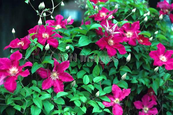 Clematis 'Ernest Markham'