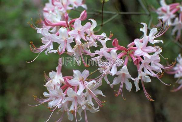 Rhododendron canescens