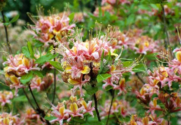 Rhododendron flammeum