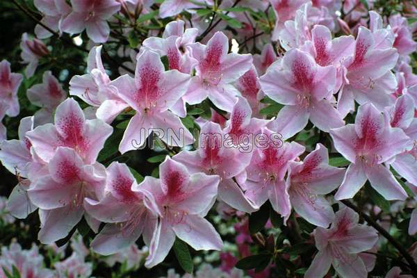 Rhododendron indica 'George Tabor'