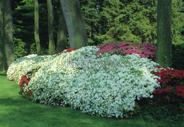 Rhododendron hybrid 'Delaware Valley White'