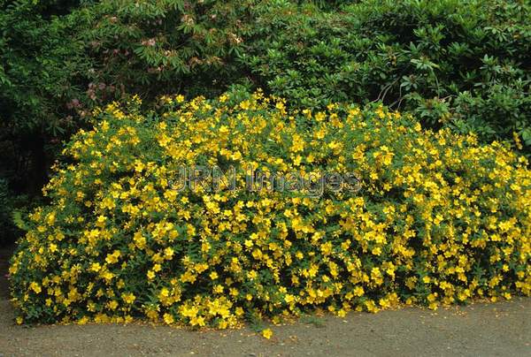 Hypericum 'Hidcote'