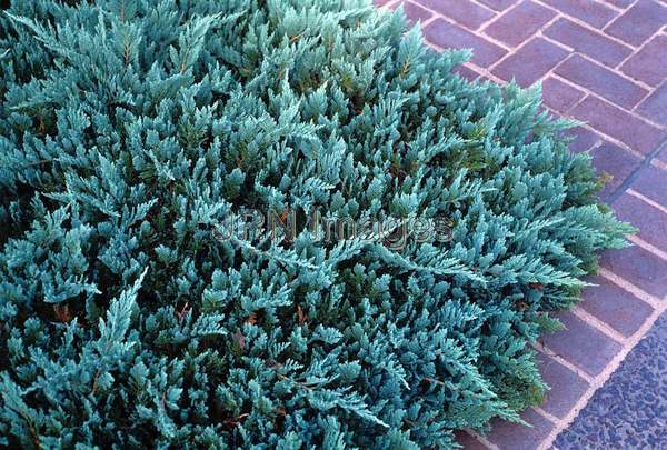 Juniperus horizontalis 'Blue Chip'