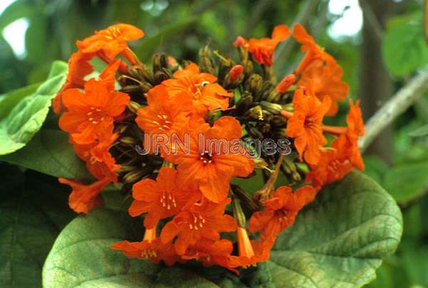 Cordia sebestena