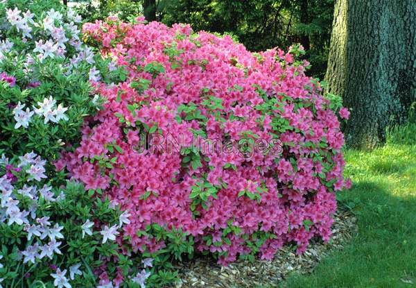 Rhododendron kurume