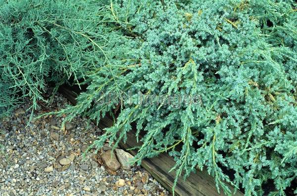 Juniperus squamata 'Blue Carpet'