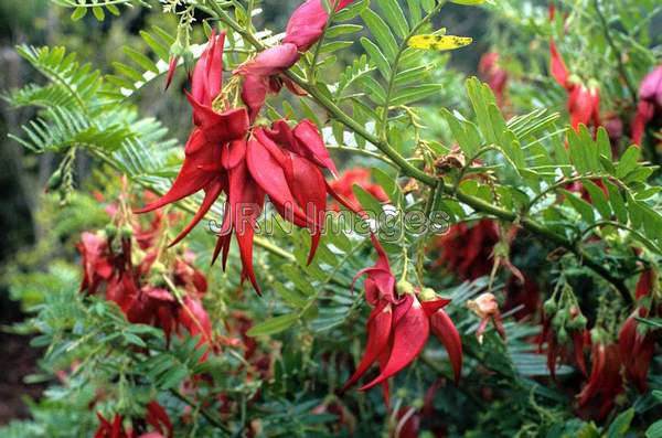 Clianthus puniceus