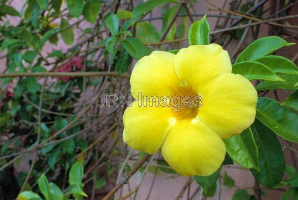 Allamanda cathartica