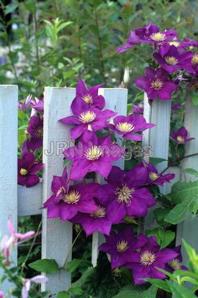 Clematis jackmanii