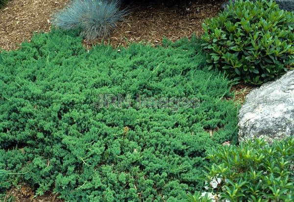 Juniperus chinensis procumbens