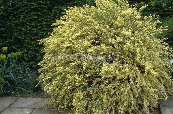 Cytisus scoparius 'Sulphureus'