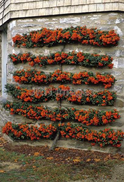 Pyracantha coccinea