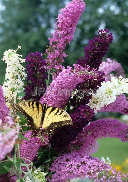 Buddleia davidii