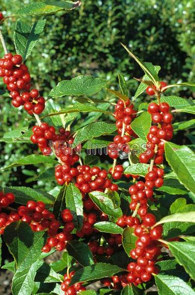 Ilex verticillata 'Winter King'