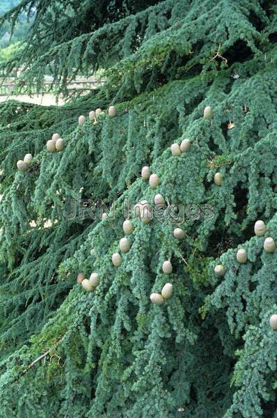 Cedrus libani 'Pendula'