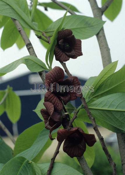 Asimina triloba