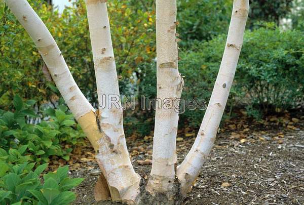 Betula papyrifera