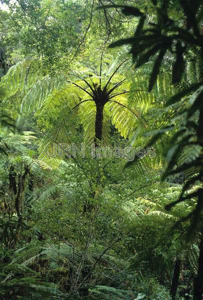 Dicksonia squarrosa