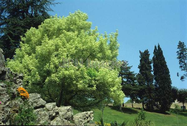 Acer platanoides 'Variegatum'