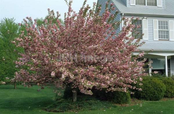 Prunus serrulata 'Kwanzan'