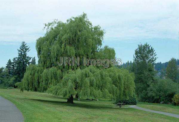 Salix alba