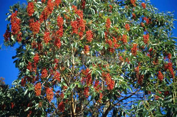 Arbutus menziesii