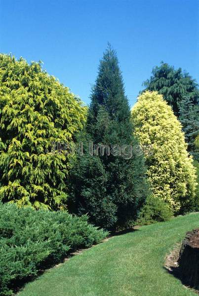 Juniperus scopulorum