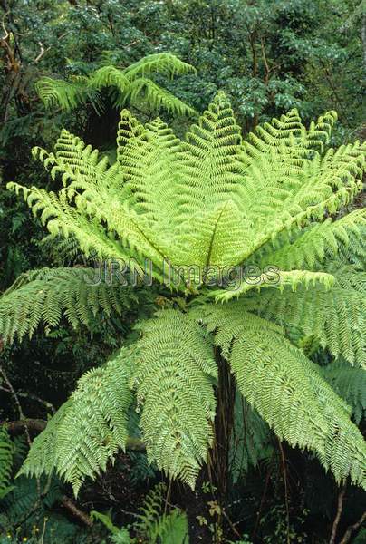 Cyathea smithii